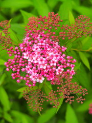 咲き始めたシモツケの花