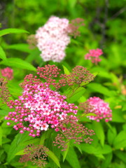 咲き始めた下野の花