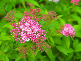 咲き始めた下野の花