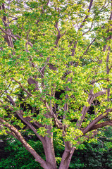 Fototapeta premium tree in the forest