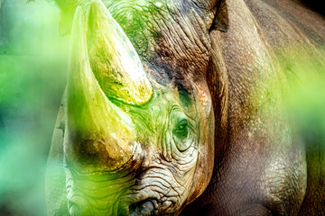 rhinoceros hiding in the brush