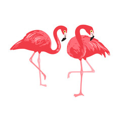 Vector isolated pink flamingos pair. Hand Drawn illustration