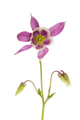 Flower of Aquilegia vulgaris isolated on white background, close up