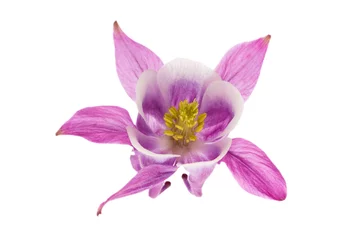 Foto op Canvas Flower of Aquilegia vulgaris isolated on white background, close up © mychadre77