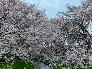 blooming cherry tree