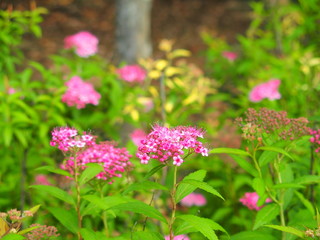 開花し始めた下野の花