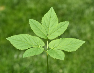 Giersch, Aegopodium Podagraria