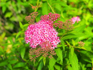 開花し始めた下野の花