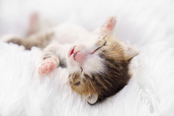small newborn kitten lying on his back on a white fluffy blanket. Pets