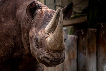 portrait of a black rhino