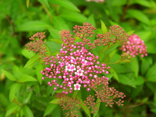 開花し始めた下野の花