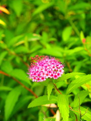 Fototapeta premium 開花し始めた下野の花