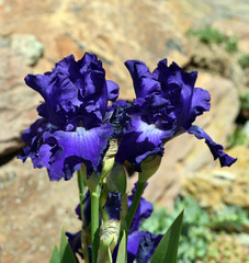 Schwertlilie, Iris Barbata-Elatior, Blue Rhythm