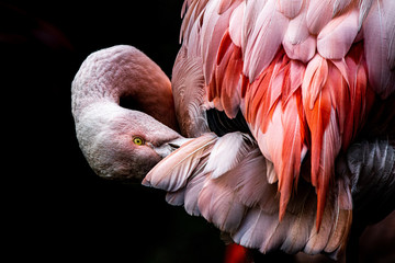 Flamingo grooming