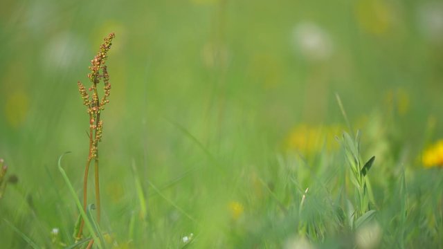 Young  Common sorrel or Rumex acetosa, garden sorrel or narrow-leaved dock in bloom. Floral background.
