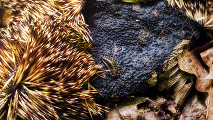 dead hedgehog Carcass in the forest with Larva of carrion beetle © Roberto Sorin