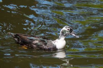 white with black duck swims in the pond, side view, with reflection