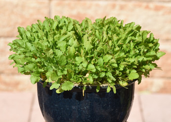 Gartenkresse, Lepidium Sativum