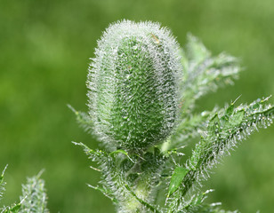 Tuerkischer, Mohn, Papaver, orientale, Tautropfen