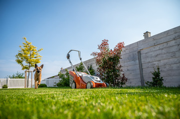 A lawn mower on a lush green lawn surrounded by flowers. The back yard of the house. Dog by lawn...