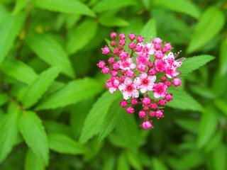 開花し始めたシモツケの花