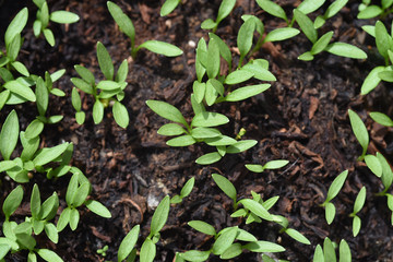 Petersilie, Petroselinum, Crispum, Krause