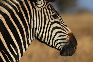 Fototapeta na wymiar Portrait of a Burchell's zebra contemplating the savannah of South Africa.