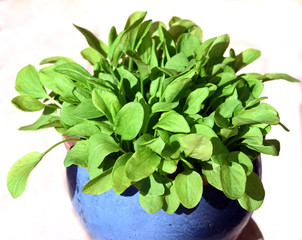 Sauerampfer, Rumex, acetosa