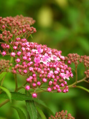 開花し始めた下野の花
