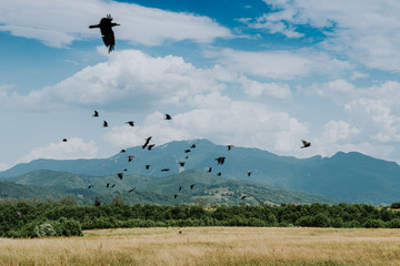Green meadow on the background of the mountains. Copy space