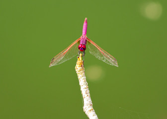 Colourful damselfly sitting on a branch