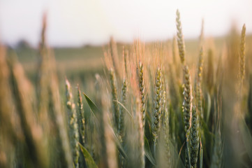 Sunset over the grain field. Golden hour and field with grain. Grain closeup.