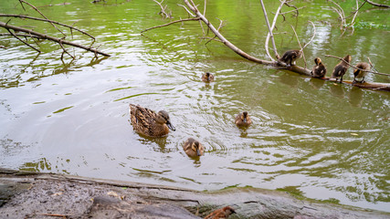 ducklings with the mother duck went to the river Bank. birds with babies in the pond. 