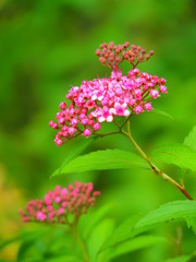 開花し始めたシモツケの花