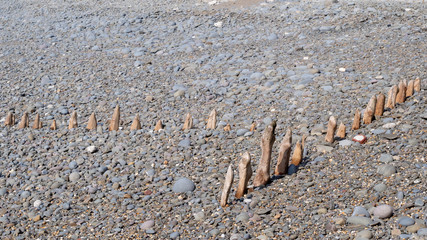 Fototapeta na wymiar Weathered wooden poles, groynes on pebble ridge beach at Westward Ho, north Devon.