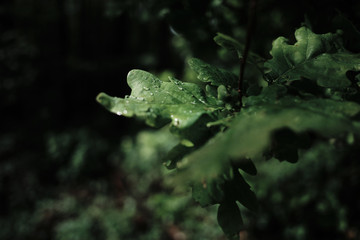 forest after the rain