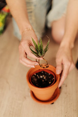 A young woman holds a seedling in her hands. Concept of home garden. Spring time. Stylish interior with a lot of plants. Taking care of home plants.