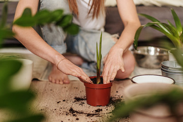 Young woman transplanting plant in plastic pots on the floor. Concept of home garden. Spring time. Stylish interior with a lot of plants. Taking care of home plants.