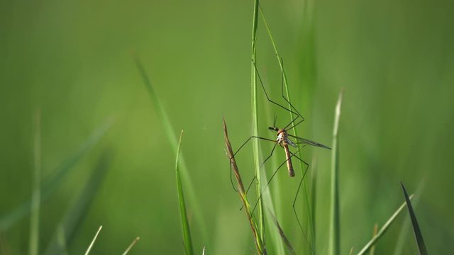 Crane Fly couple have sex on  grass stalk. European Large Crane Fly, Tipula maxima, in summer