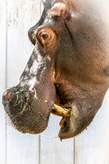 hippopotamus showing its tusk