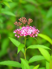 開花し始めた下野の花