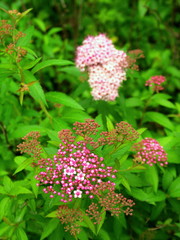 咲き始めたシモツケの花