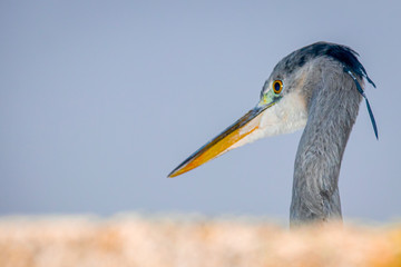 Portrait opf a gray heron against a blue sky