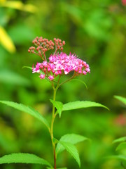 開花し始めたシモツケの花
