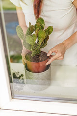 Woman gardeners transplanting plant in concrete pots on the white windowsill. Concept of home garden. Spring time. Taking care of home plants. Template