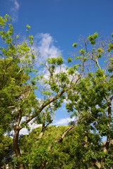 Trees in a park