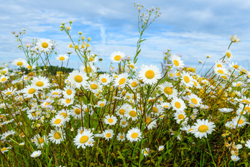 wild flowers daisies against the blue sky