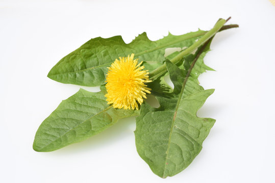 Loewenzahn, Taraxacum, officinale