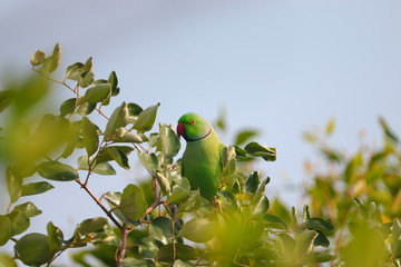 young red eyed parrot sitting on tree branch