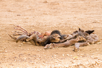 Wildebeest carcass in Kgalagadi Park, Kalahari
